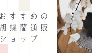 胡蝶蘭通販ショップ
