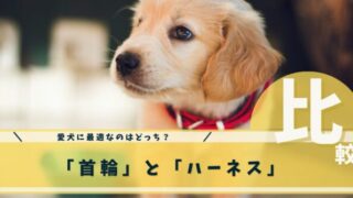 愛犬